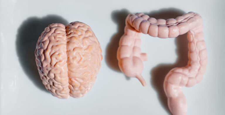 Your Gut Has a Mind of Its Own—Literally