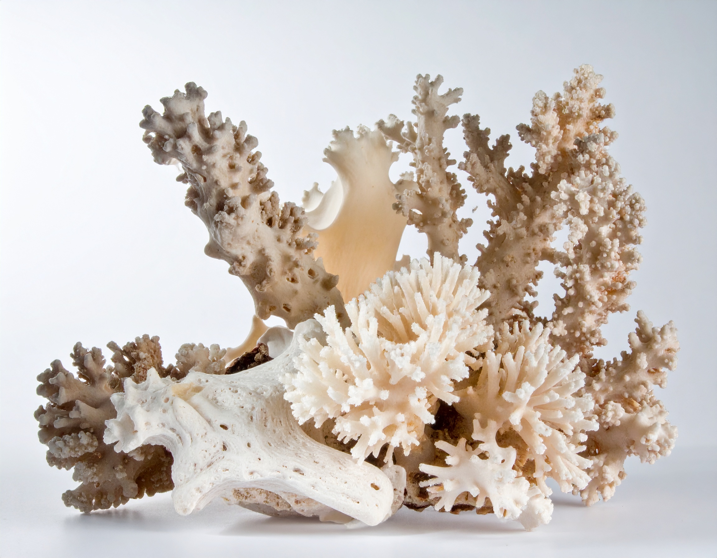 Firefly_coral 684134