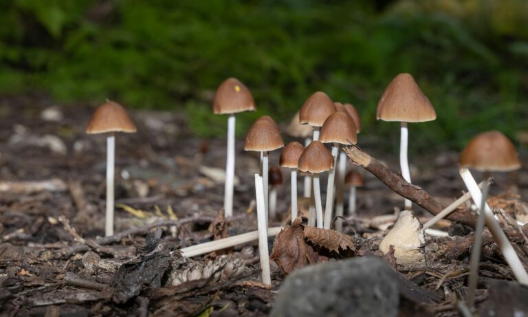 Psilocybin Therapy Shows Five-Year Gains in Depression